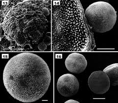 Attēlu rezultāti vaicājumam “Diderma chondrioderma sessile”