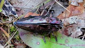 Attēlu rezultāti vaicājumam “Chalcophora mariana”