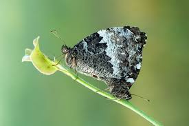 Attēlu rezultāti vaicājumam “Limenitis populi underside”