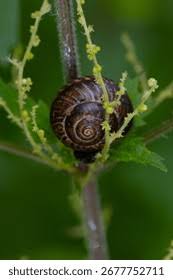Attēlu rezultāti vaicājumam “Arianta arbustorum”
