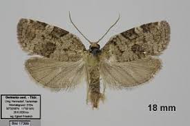 Attēlu rezultāti vaicājumam “Dichelia histrionana”