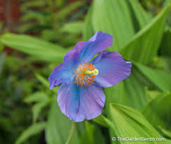 Attēlu rezultāti vaicājumam “Papaveraceae”