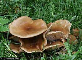 Attēlu rezultāti vaicājumam “Lepista sp.”