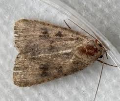 Attēlu rezultāti vaicājumam “Caradrina morpheus”