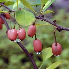 Attēlu rezultāti vaicājumam “Berberis thunbergii fruit”
