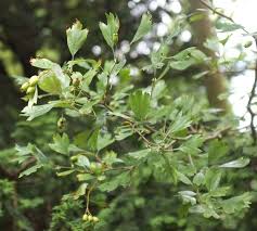 Attēlu rezultāti vaicājumam “Crataegus”