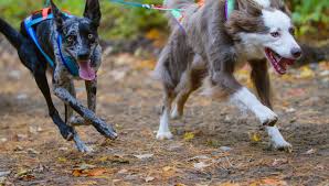 Image result for Finch Coasters Running Club