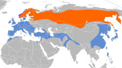 「アトリ・レギンハルト」の画像検索結果