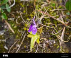 Attēlu rezultāti vaicājumam “Pinguicula vulgaris flower”