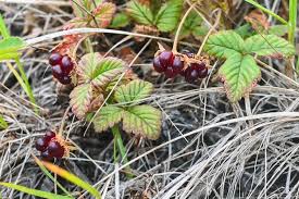 Attēlu rezultāti vaicājumam “Rubus arcticus”