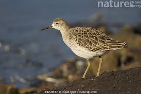 Attēlu rezultāti vaicājumam “Philomachus pugnax adult”