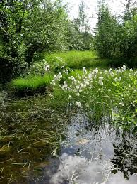 Attēlu rezultāti vaicājumam “Eriophorum gracile”
