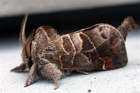 Attēlu rezultāti vaicājumam “Clostera pigra”