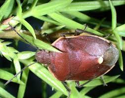 Attēlu rezultāti vaicājumam “Chlorochroa juniperina”