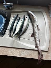 Image result for Scyliorhinus stellaris