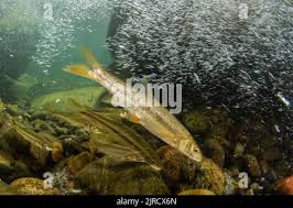 Image result for Ptychocheilus grandis