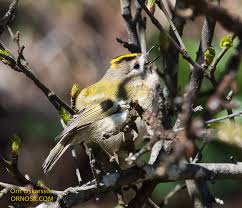 Attēlu rezultāti vaicājumam “Regulus regulus”