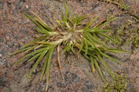 Attēlu rezultāti vaicājumam “Poa remota”