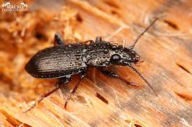 Attēlu rezultāti vaicājumam “Pterostichus oblongopunctatus”