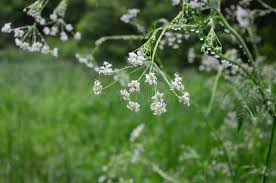 Attēlu rezultāti vaicājumam “Anthriscus”