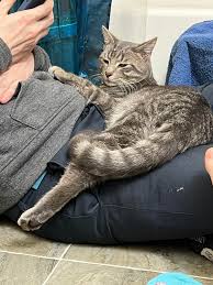 Image result for cat found