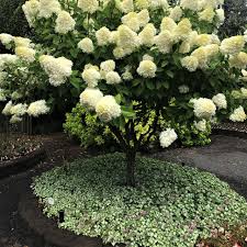 Attēlu rezultāti vaicājumam “Lamium”