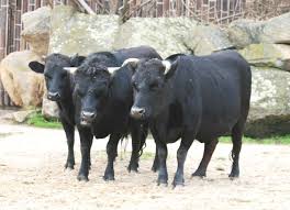 Attēlu rezultāti vaicājumam “Bos primigenius taurus”