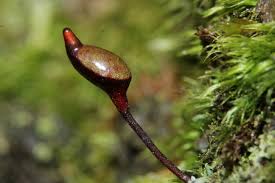 Attēlu rezultāti vaicājumam “Buxbaumia aphylla sporophyte”