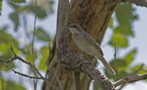 Attēlu rezultāti vaicājumam “Sylvia curruca”