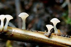 Attēlu rezultāti vaicājumam “Cudoniella clavus”