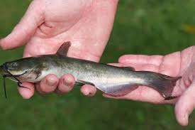 Image result for Ameiurus catus