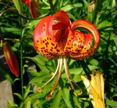 Image result for Lilium martagon `Chameleon`