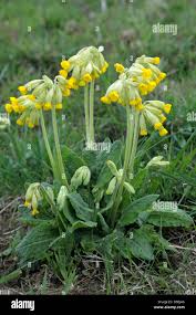 Attēlu rezultāti vaicājumam “Primula veris flower”