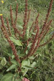 Attēlu rezultāti vaicājumam “Rumex”