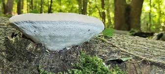 Attēlu rezultāti vaicājumam “Trametes gibbosa”