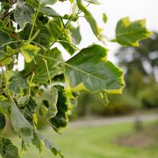 Attēlu rezultāti vaicājumam “Liriodendron tulipifera leaf”