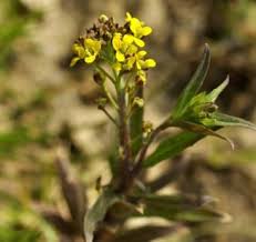 Attēlu rezultāti vaicājumam “Erysimum cheiranthoides flower”