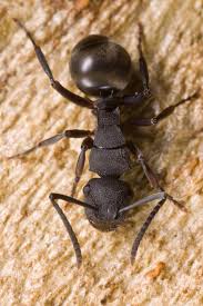 Attēlu rezultāti vaicājumam “Formicidae”