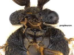 Attēlu rezultāti vaicājumam “Pamphiliidae”