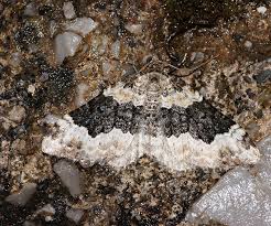 Attēlu rezultāti vaicājumam “Epirrhoe”