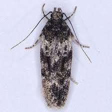 Attēlu rezultāti vaicājumam “Gelechia rhombella”