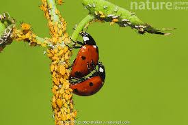 Attēlu rezultāti vaicājumam “Coccinella septempunctata”