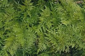 Attēlu rezultāti vaicājumam “Thuidium tamariscinum”