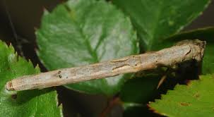 Attēlu rezultāti vaicājumam “Crocallis elinguaria imago”