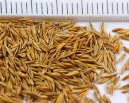 Attēlu rezultāti vaicājumam “Festuca ovina fruit”