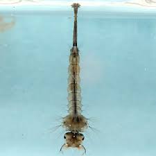 Attēlu rezultāti vaicājumam “Culex pipiens larva”