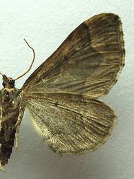 Attēlu rezultāti vaicājumam “Pelurga comitata”