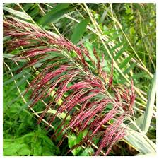 Attēlu rezultāti vaicājumam “Phragmites communis fruit”