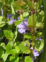 Image result for Glechoma hederacea