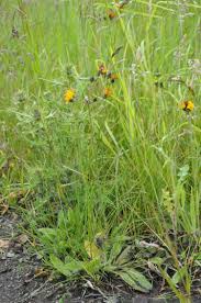 Attēlu rezultāti vaicājumam “Pilosella officinarum bud”